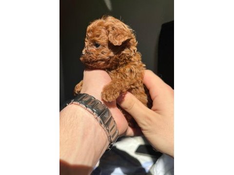 En kaliteli poodle yavruları