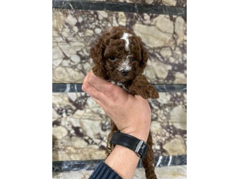 Red brown be color erkek poodle