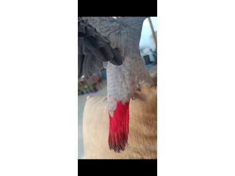 4 aylık full evcil red faktör jako bebek
