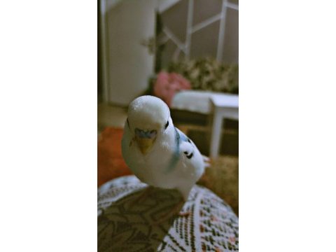 Muhabbet kuşu acil sahiplendirmek istiyorum