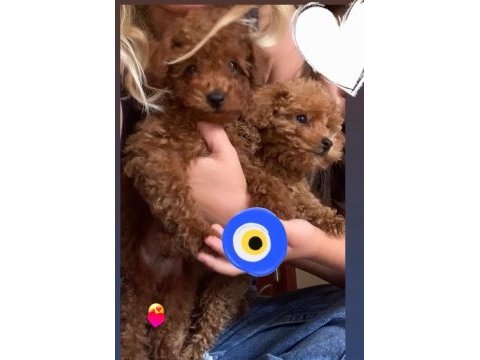 Kore toy poodle
