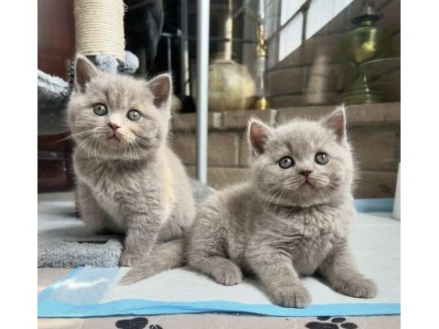 Lılak brıtısh shorthair yavrularım 