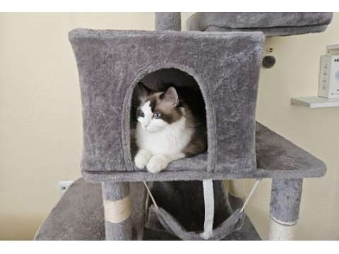 İki adet erkek ragdoll blue bicolor yavrumuz kaldı