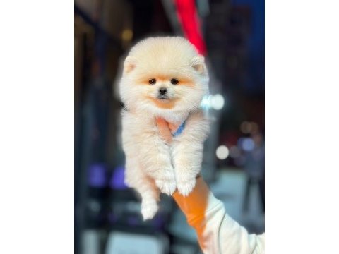 Pomeranian boo ayıcık surat biblolar