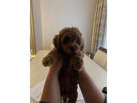 Dişi poodle köpeğimiz