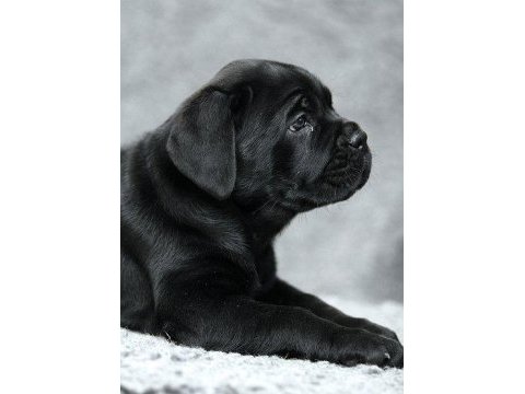 Mükemmel cane corso italyano