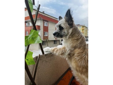 Pera (terrier) köpeğimiz