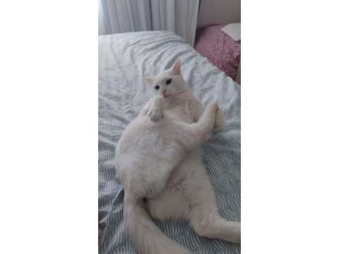 2 yaşında kısır ankara kedisi
