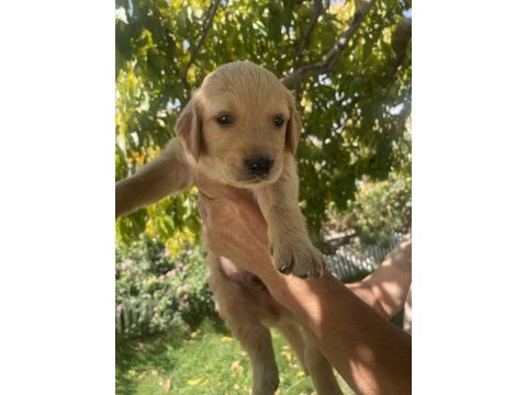 Safkan golden retriever yavrularımız