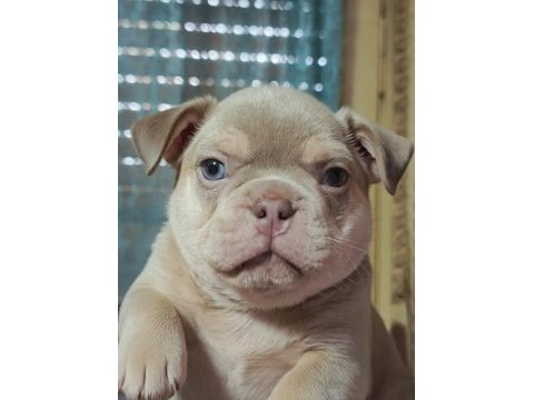 Egzotik french bulldog
