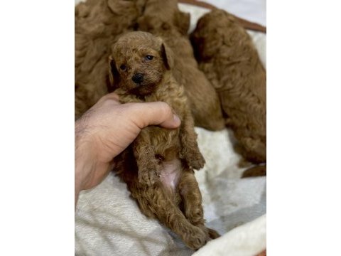 Dünya tatlısı peluş tadında bebek köpekler