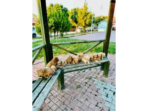Çok uygun aşılı maltipoo bizde