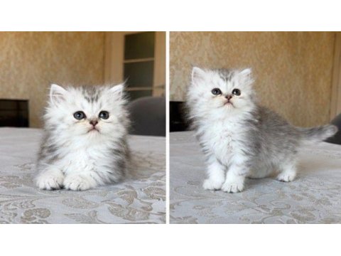 British longhair dişi