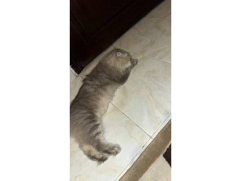 British longhair eksiksiz dişi
