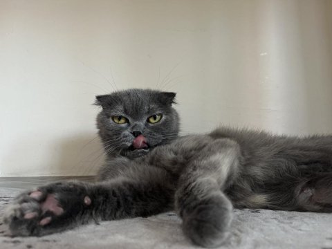 8 haziran doğumlu scottish fold
