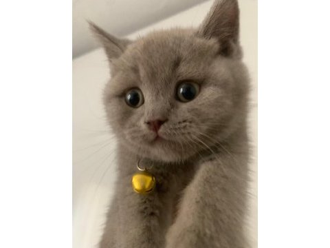 Yakışıklı yavru british shorthair