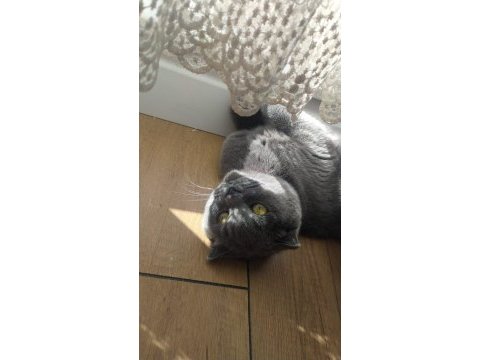 Dişi scottish fold