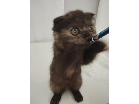 Exotic shorthair dişi yavrumuz trakya geneli sahiplendirme