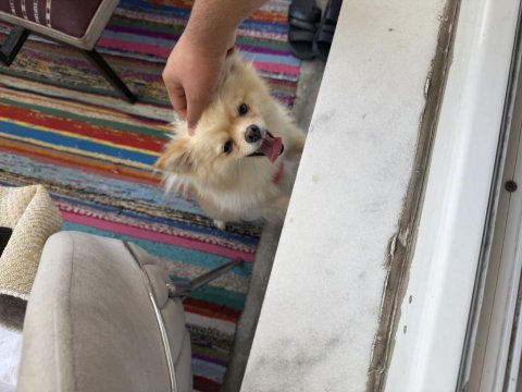 Köpeğimin aşıları tamdır