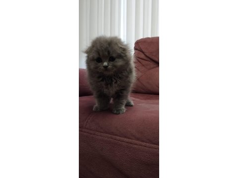 Koca kafalı british shorthair yavruları