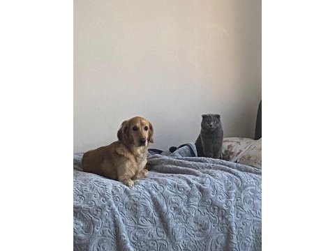 Çok acil sahiplenmek istiyorum golden retriever