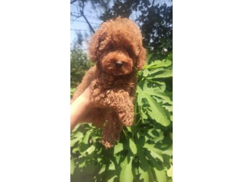 Toy poodle erkek yavru