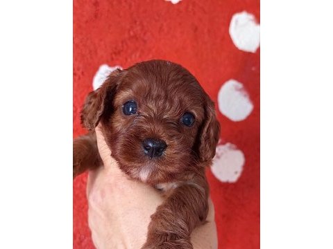 Toy poodle ayarında cavapo erkek bebekler