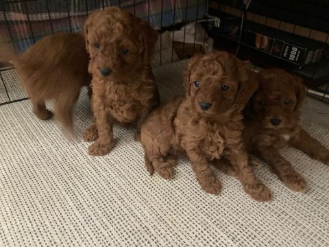 Toy poodle 28/09/2024 doğumlu