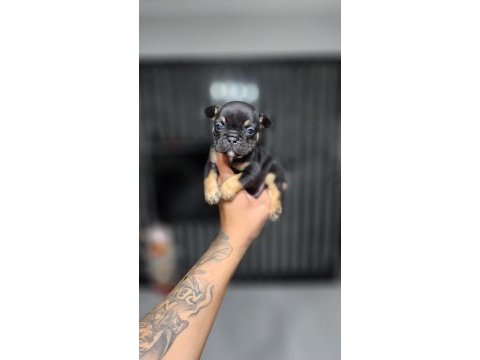Exotic mükemmel kalite french bulldog yavrularim