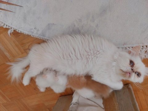 İran kedilerim
