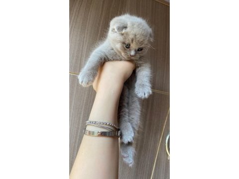 Lilac scottish sıfır kulak kalite scottish fold