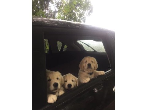 Golden retriever yavrular istenirse kapınıza teslim