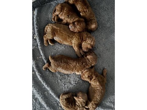 Poodle sağlıklı yavrularım
