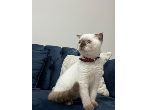 Scottish fold çikolata point