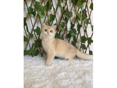 British shorthair golden ny12 dişi