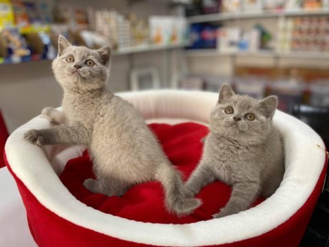 Pırıl pırıl blue lilak british shorthair bebekler