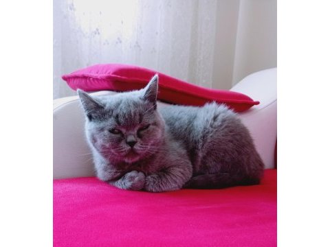 5 aylık safkan dişi british shorthair