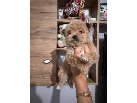 Maltipoo köpeği yavrularımız
