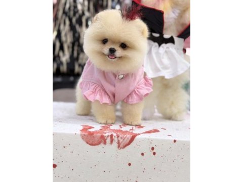 Teddy face ayı surat yapısına sahip pomeranian kızımız