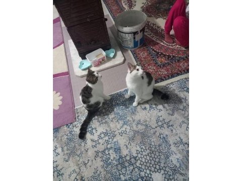 Ev kedisi 2 tane 9 aylık