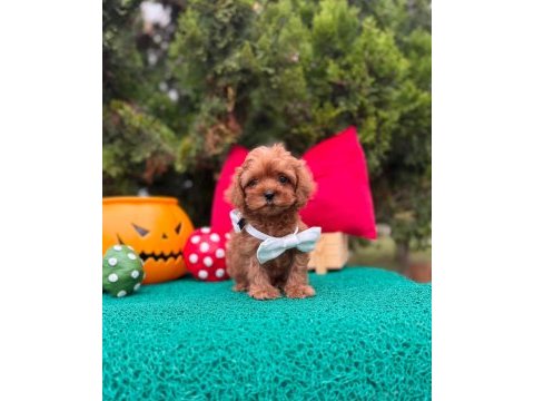 Maltipoo mini sevimli bebeklerimiz 
