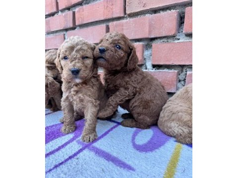 Red brown toy poodle bebekler