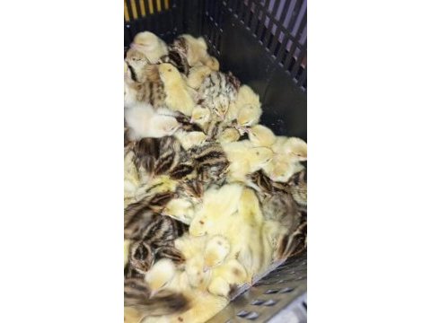 Yeni çıkım bıldırcın yavruları çeşit çeşit