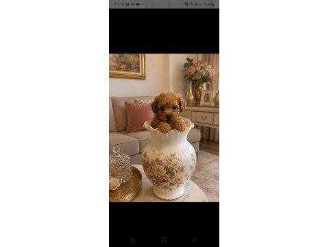 Evınızın mınık poodle uyelerı