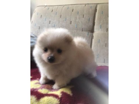 Orjinal kendi dişi yavrumuz pomeranian