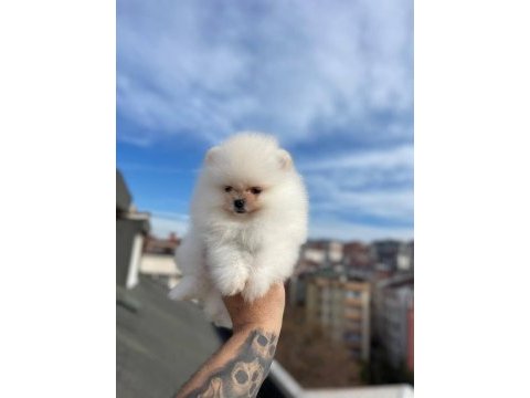 Gerçek ayı surat garantili pomeranian yavrular her eve uygun