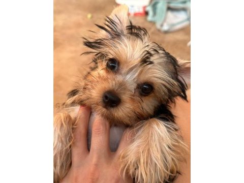 Teacup yorkshire terrier