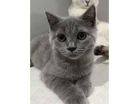 3 aylık erkek british shorthair