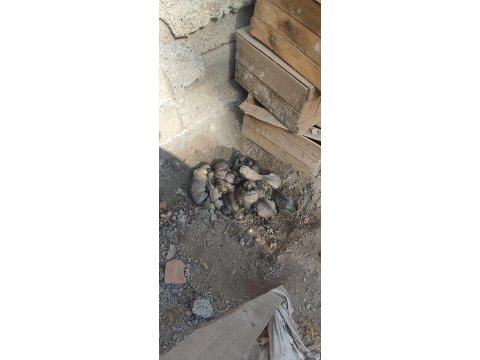 Dev ırk anadolu çoban köpeği