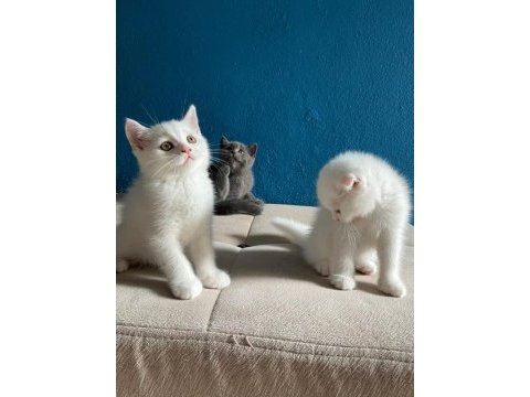 Kediler yeni yuvalarını arıyorlar